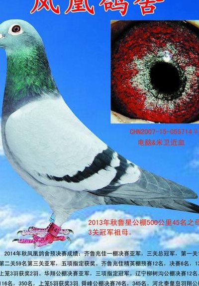 信鸽查询（信鸽查询网站）