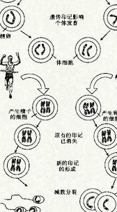 印记基因（印记基因是什么）