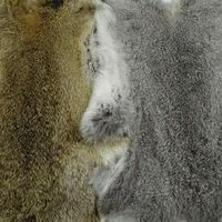 獭兔皮最新价格（獭兔皮的价格）