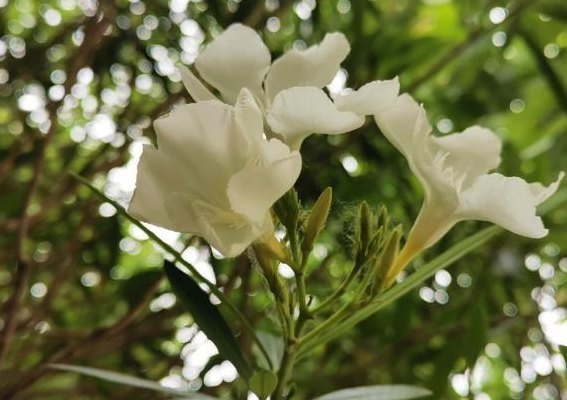 白色夹竹桃（白色夹竹桃的花语和寓意）