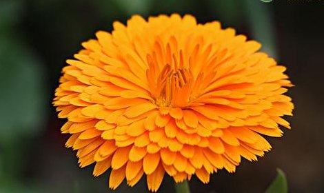 一年生花卉(一年生花卉种植、养护与繁衍)