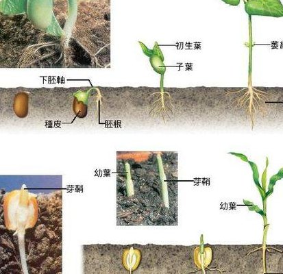 种子内涵图(“成长的时刻从种子到图的内在力量)