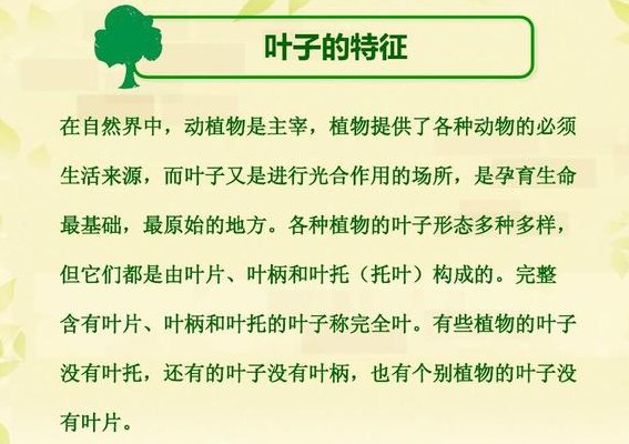 树叶的作用(树叶的功能及作用)