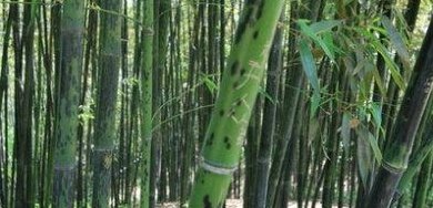 斑竹初成三妃庙(三妃庙初登斑竹)