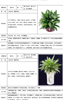 关于植物的资料（关于植物的资料整理）