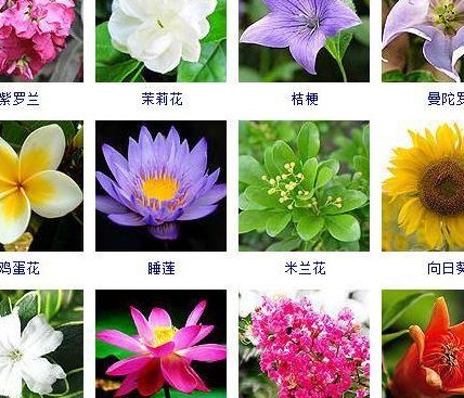 100种花的名字和图片（所有花的名字）