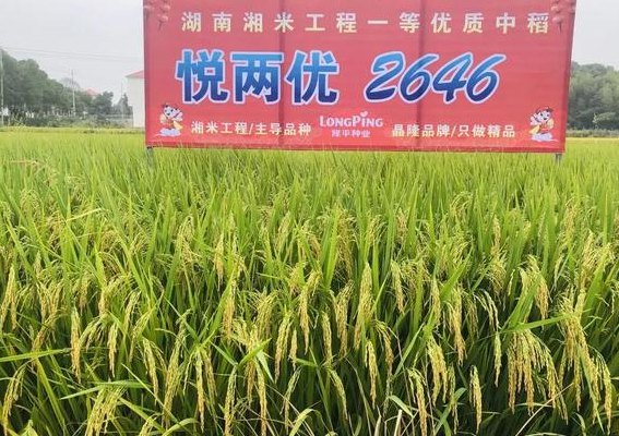 隆两优1377（隆两优1377缺点）