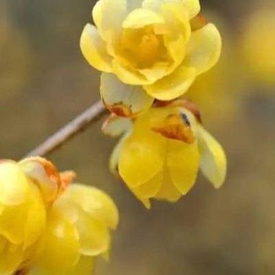 腊梅的花语（红腊梅的花语和象征）