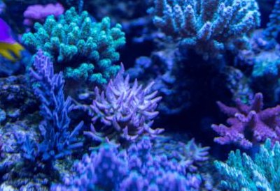 珊瑚是生物吗（珊瑚是植物还是动物）