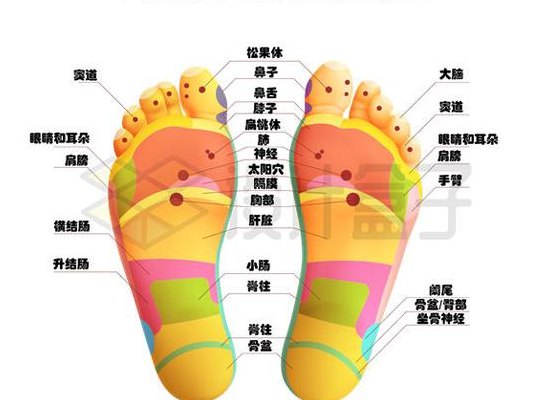 足部穴位（足部经络按摩图）