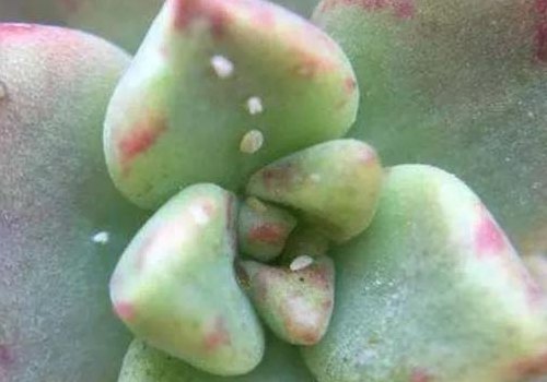 被虫子咬了怎么办（多肉被虫子咬了怎么办）