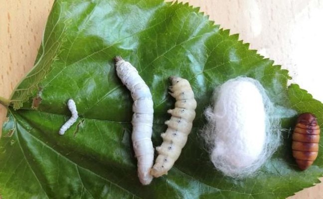 养蚕的过程（养蚕的过程是什么）