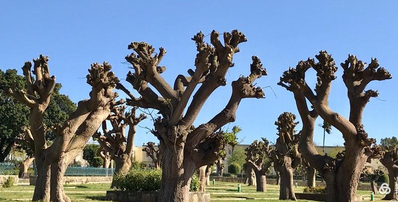 奇特而又罕见的景象（奇特而又罕见的景象的词语四年级）