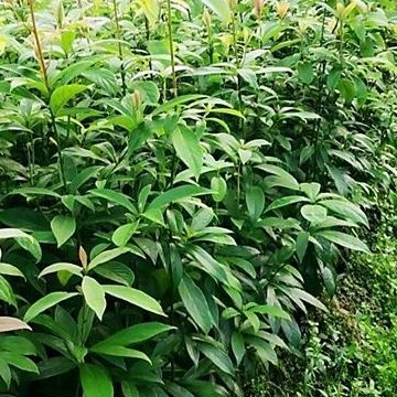 金丝楠树图片（金丝楠树苗图片）