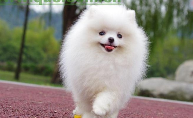 博美犬多少钱一只白色（博美犬多少钱一只白色幼犬最便宜）
