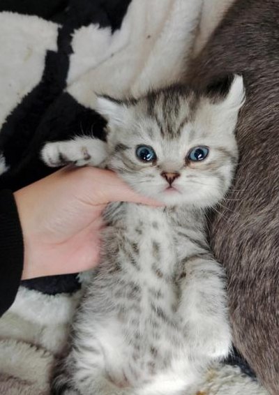 美短蓝猫（美短蓝猫多少钱）
