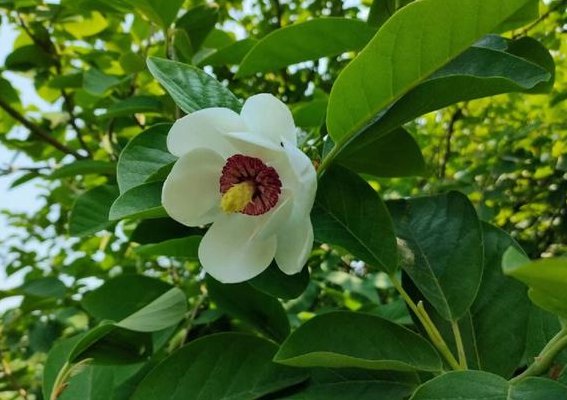 天女木兰花图片（天女木兰是什么植物）