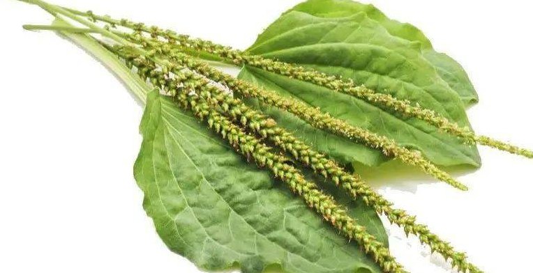 车轱辘菜怎么吃（车轱辘菜怎么吃治病）