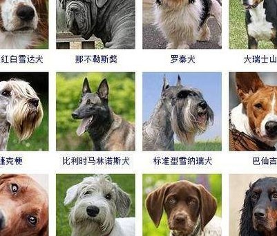 名狗大全狗品种介绍（名狗的品种都有哪些）