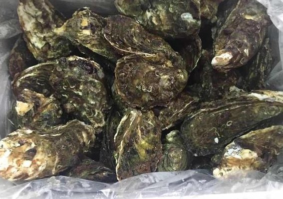 生蚝一般多少钱一斤（一斤生蚝大约几个）