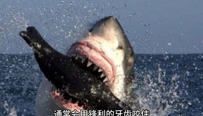 大白鲨图片吃人（大白鲨鱼图片吃人）