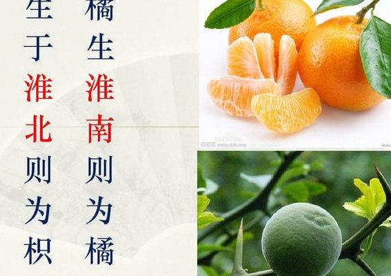 橘生淮南则为橘的寓意（橘生淮南则为橘的下一句）