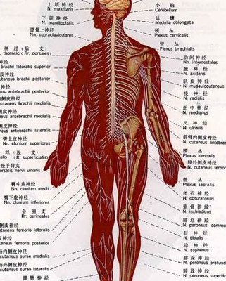 人体结构图位置（人体结构图位置疼痛后背）
