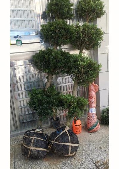 罗汉松2米高多少钱一棵（2米的罗汉松多少钱）