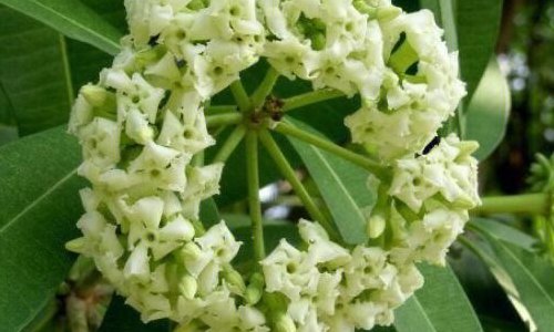 石楠花为什么那个味道（石楠花为什么臭臭的）