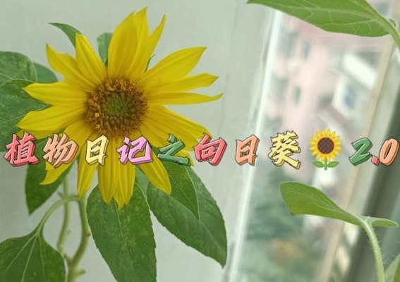 植物资料（植物资料卡片向日葵）