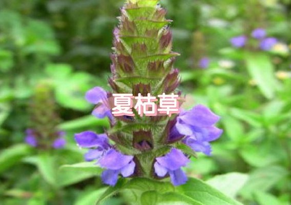 灯笼草泡水喝的功效（灯笼草泡水喝的功效用量多少）