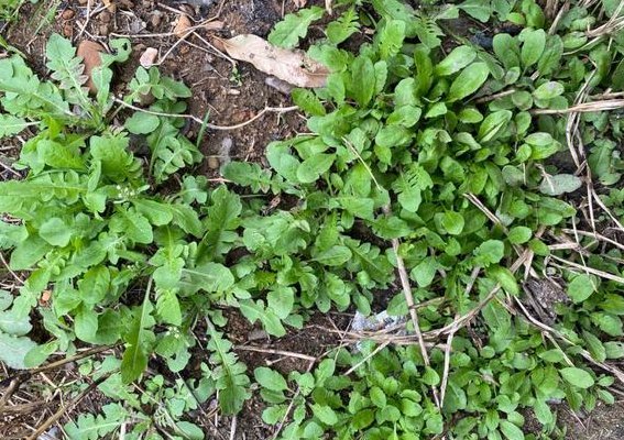 长在农村的42种野菜（长在农村的42种野菜图片名称叫什么）