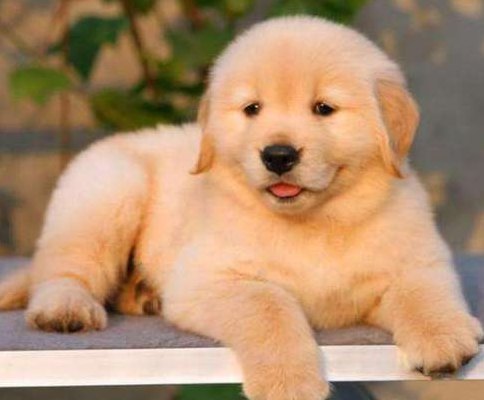 萨摩耶价格多少钱一只（金毛犬的价格多少钱一只）