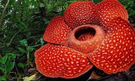 神奇的植物有哪些（神奇的植物有哪些,它的神奇之处是什么?）