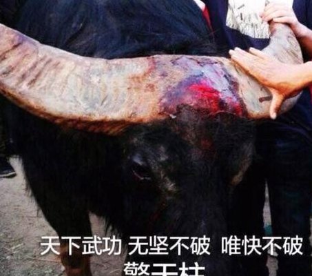 云南斗牛擎天柱死亡（贵州斗牛擎天柱）