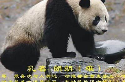 好利时熊猫多少钱一包的简单介绍