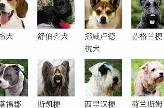 最贵的狗排名价格表（最贵的狗排名前十）