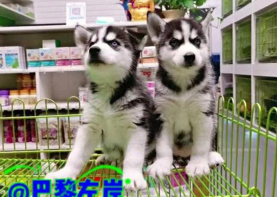 哈士奇幼犬多少钱一只（哈士奇什么颜色最贵）