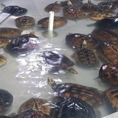 石金钱龟多少钱一斤（石金钱龟多少钱一斤图片）
