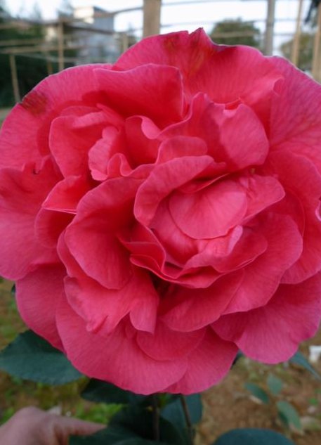 茶花价格（四季茶花价格）