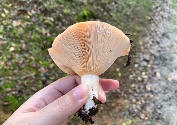 食用蘑菇的种类及图片（食用蘑菇的种类及图片大全）