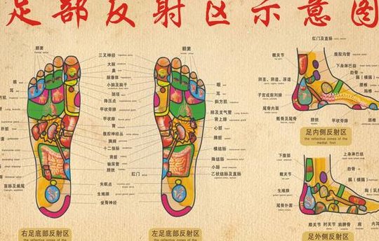 脚上经络图（脚上经络图对应的器官的视频）