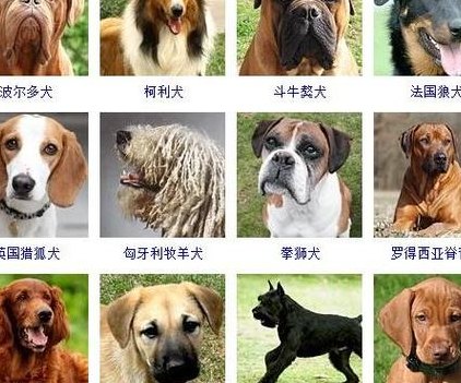 狗狗大全图片带名字（狗狗大全的图片）