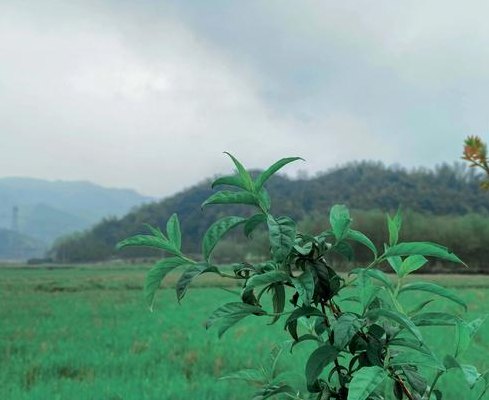 明山是哪个省（明山属于什么气候）