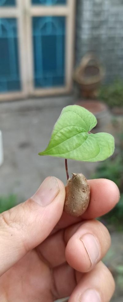 山药豆发芽能吃吗（山药豆发芽能吃吗 是真是假）