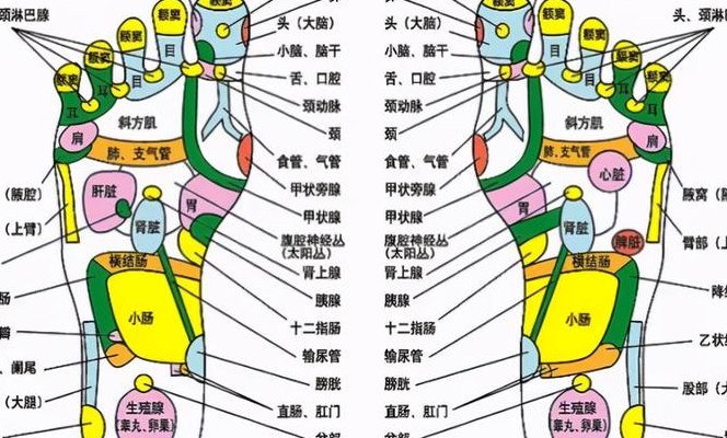 脚上的穴位图（脚上的经络图和对应症状）