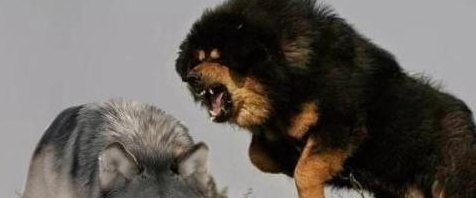 藏獒能打过狼吗（藏獒能打过狼吗几只）