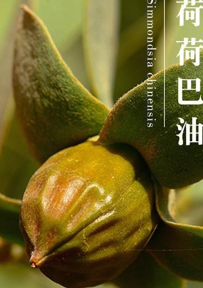 霍霍巴油（霍霍巴油的功效）