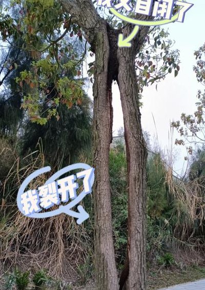 俊俊树怎么读（俊俊的读音）