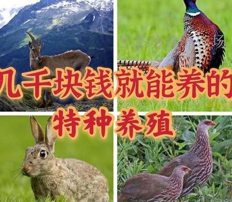 养殖什么好养又赚钱（特种养殖什么好养又赚钱）